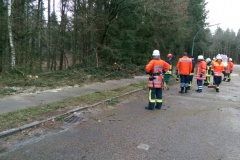 20150321_BaumaufGehweg03_Bomhoff