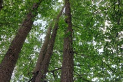 20230608_Flächenbrand_Konschak
